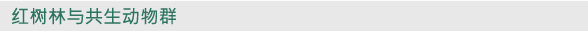 红树林与共生动物群